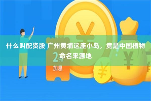什么叫配资股 广州黄埔这座小岛，竟是中国植物命名来源地